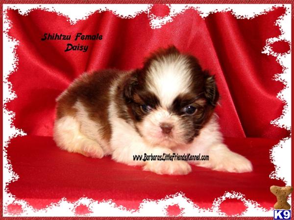 Shih Tzu Puppies